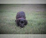 Small Photo #5 Boykin Spaniel Puppy For Sale in FITZGERALD, GA, USA