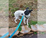 Small #23 Rat Terrier Mix