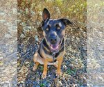 Small Photo #6 German Shepherd Dog-Mastiff Mix Puppy For Sale in Temecula, CA, USA