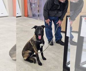 Mutt Dogs for adoption in Imlay City, MI, USA