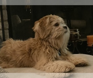 Father of the Lhasa Apso puppies born on 08/27/2022
