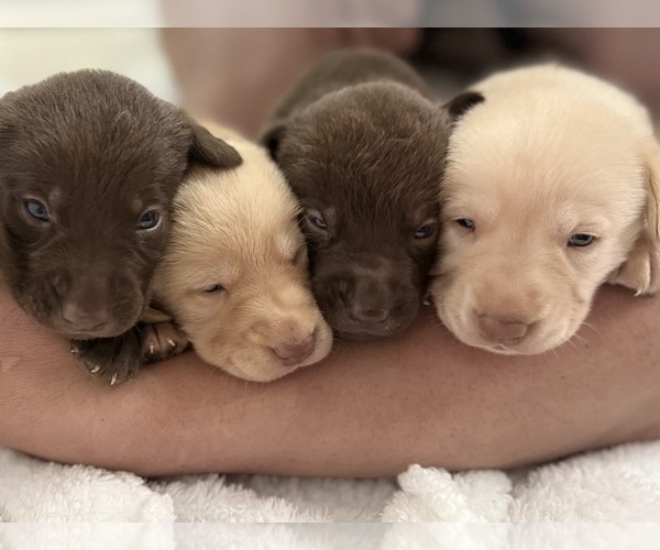 Medium Photo #3 Labrador Retriever Puppy For Sale in FORT LAUDERDALE, FL, USA