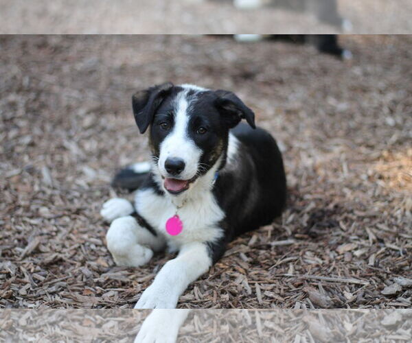 Medium Photo #3 Border Collie-Unknown Mix Puppy For Sale in Paso Robles, CA, USA