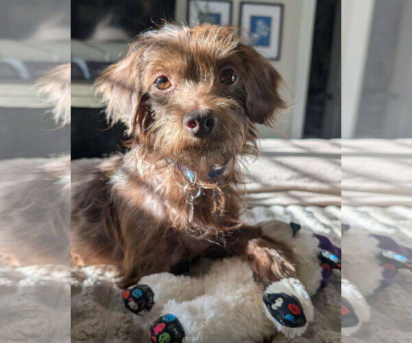 Medium Photo #3 Dachshund-Unknown Mix Puppy For Sale in Mount Airy, NC, USA