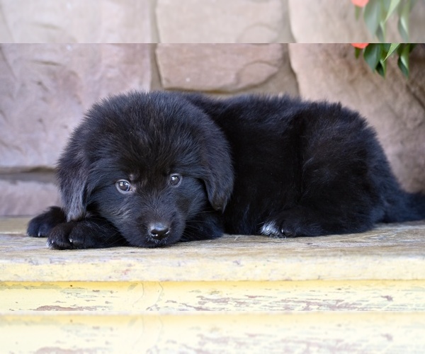 Medium Photo #3 Newfoundland Puppy For Sale in MILLERSBURG, OH, USA