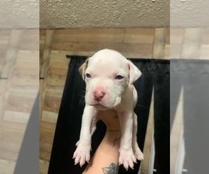 American Staffordshire Terrier Puppy for sale in SNEADS FERRY, NC, USA