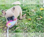 Small Photo #4 French Bulldog Puppy For Sale in BAKERSFIELD, CA, USA