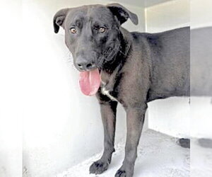 Labrador Retriever Dogs for adoption in Houston, TX, USA