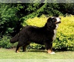 Small Photo #1 Bernese Mountain Dog Puppy For Sale in Wronki, Greater Poland, Poland