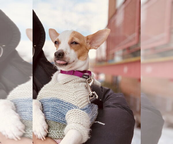 Medium Photo #22 Chihuahua Puppy For Sale in Oak Bluffs, MA, USA