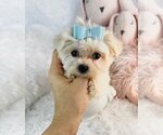 Small #9 Morkie