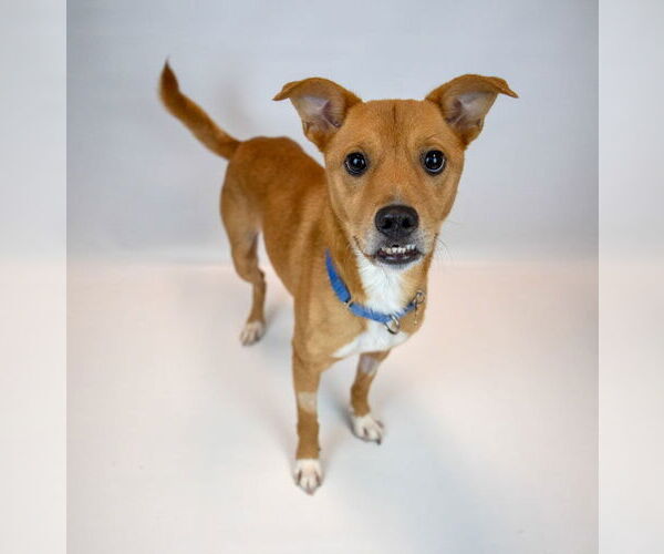 Medium Photo #3 Mutt Puppy For Sale in Kennesaw, GA, USA