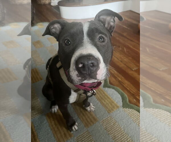 Medium Photo #9 Mutt Puppy For Sale in Philadelphia, PA, USA