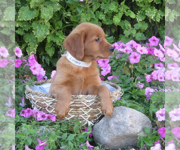 Medium Photo #2 Golden Retriever Puppy For Sale in THORP, WI, USA