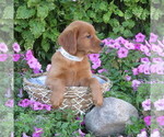 Small #1 Golden Retriever