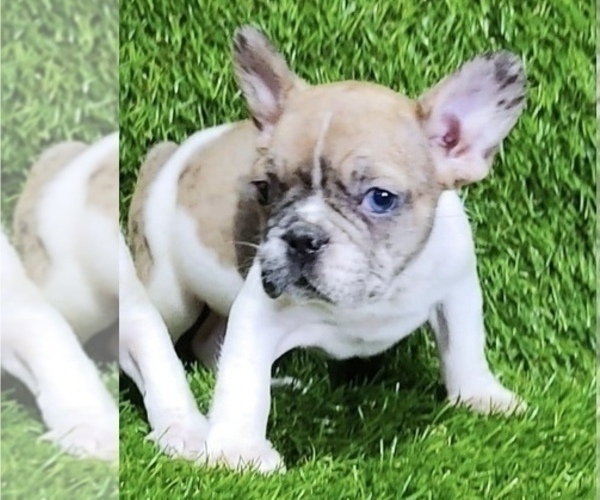 Medium Photo #1 French Bulldog Puppy For Sale in LAS VEGAS, NV, USA