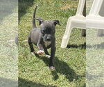 Small #2 American Pit Bull Terrier Mix