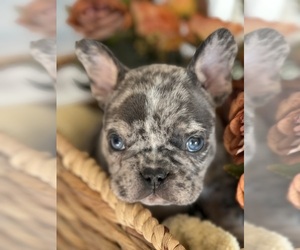 Medium French Bulldog