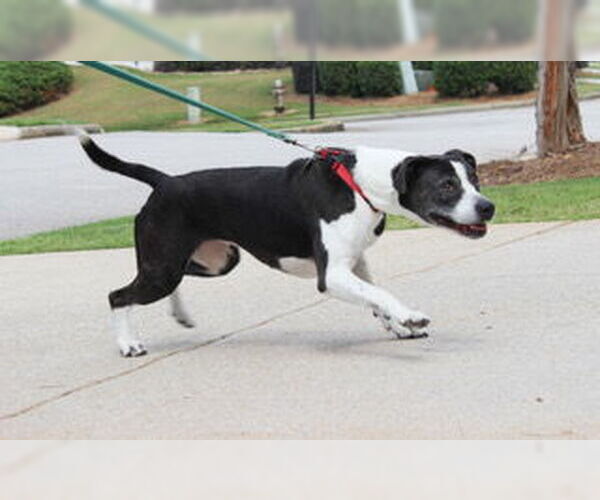 Medium Photo #3 Labrador Retriever-Unknown Mix Puppy For Sale in LOGANVILLE, GA, USA