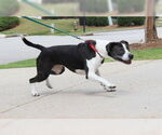 Small #2 Labrador Retriever Mix
