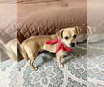 Small #10 Mutt