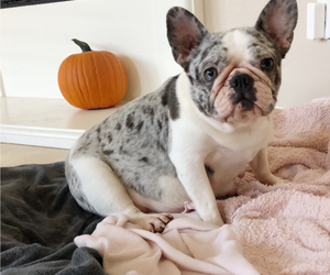 Mother of the French Bulldog puppies born on 09/10/2019