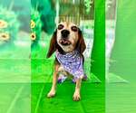 Small #3 Beagle