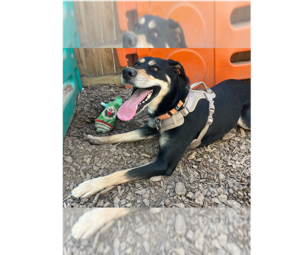 Medium Photo #18 Doberman Pinscher-Unknown Mix Puppy For Sale in Greenbelt, MD, USA