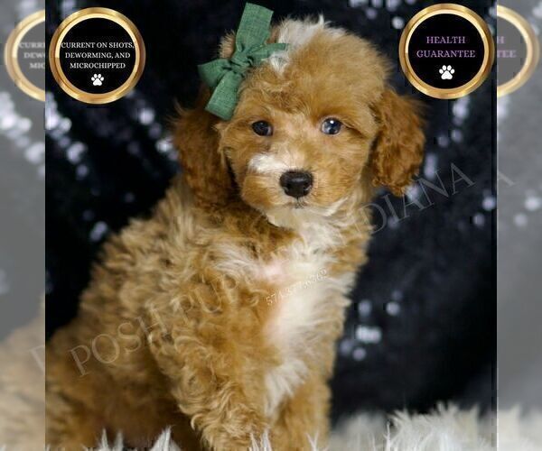 Medium Photo #2 Poodle (Toy) Puppy For Sale in WARSAW, IN, USA