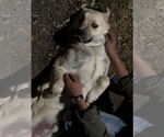 Small #2 Great Pyrenees