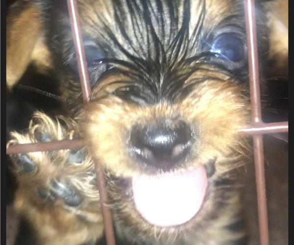 Medium Photo #6 Yorkshire Terrier Puppy For Sale in KISSIMMEE, FL, USA