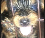 Small Photo #6 Yorkshire Terrier Puppy For Sale in KISSIMMEE, FL, USA