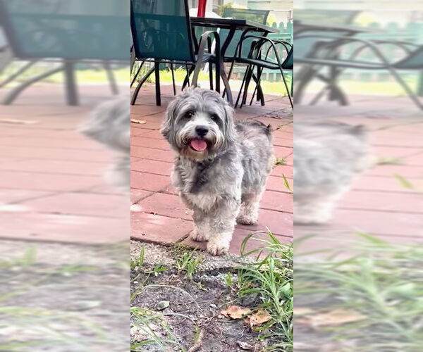 Medium Photo #6 Petit Basset Griffon Vendeen Puppy For Sale in Weston, FL, USA
