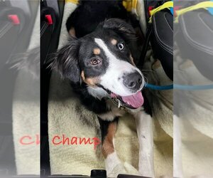 English Shepherd Dogs for adoption in Fairfax, VA, USA