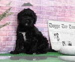 Small Photo #6 Bernedoodle Puppy For Sale in BEL AIR, MD, USA