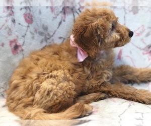 Goldendoodle (Miniature) Puppy for sale in LAKELAND, FL, USA