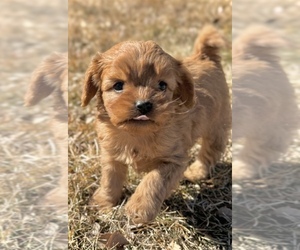 Cavapoo Puppy for sale in COLORADO SPRINGS, CO, USA