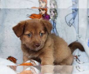 Dachshund-Unknown Mix Dogs for adoption in Weston, FL, USA