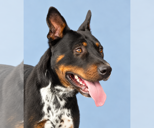 Medium Photo #1 Texas Heeler Puppy For Sale in Pasadena, CA, USA