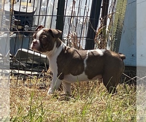 Boston Terrier Puppy for sale in DEWITTVILLE, NY, USA