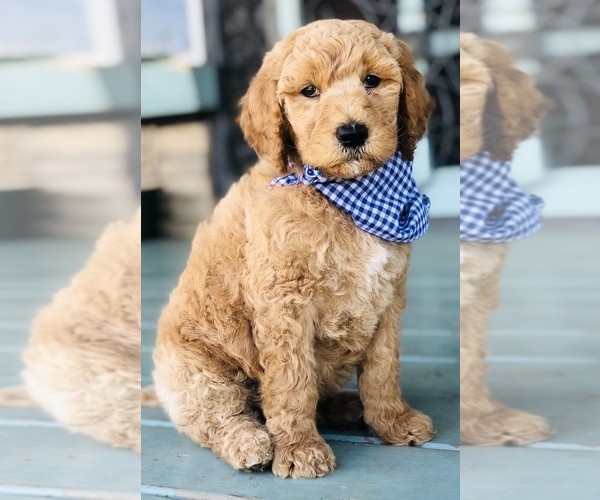 Medium Photo #1 Goldendoodle-Poodle (Standard) Mix Puppy For Sale in HUNTINGTON, AR, USA