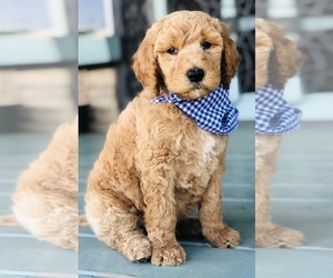 Goldendoodle-Poodle (Standard) Mix Puppy for sale in HUNTINGTON, AR, USA