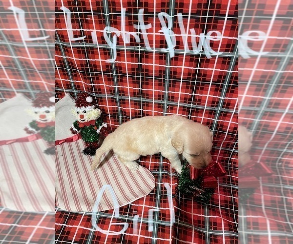 Medium Photo #3 Doodle-Goldendoodle Mix Puppy For Sale in FAISON, NC, USA