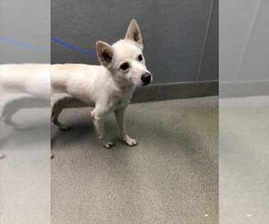 Siberian Husky-Unknown Mix Dogs for adoption in Las Vegas, NV, USA