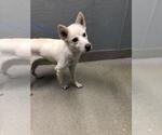 Small Siberian Husky Mix