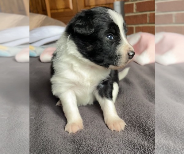 Medium Photo #3 Border Collie-Papillon Mix Puppy For Sale in CULPEPER, VA, USA