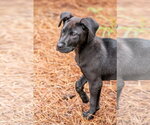 Small #3 Labrador Retriever Mix