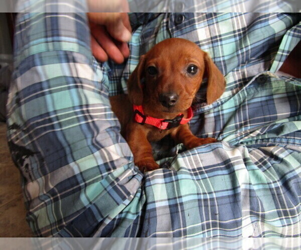 Medium Photo #6 Dachshund Puppy For Sale in OWEN, WI, USA