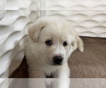 Small #7 Anatolian Shepherd-Great Pyrenees Mix