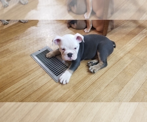 Medium Photo #5 English Bulldog Puppy For Sale in POWERSITE, MO, USA